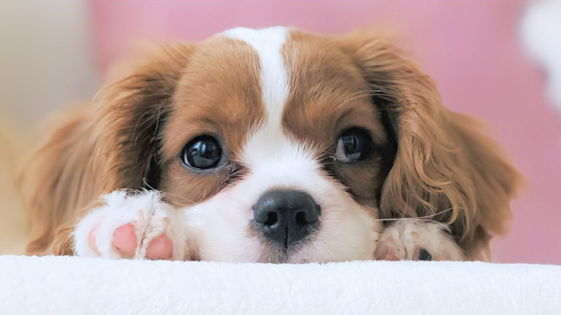 8 Tips for taking the perfect photo of your pet