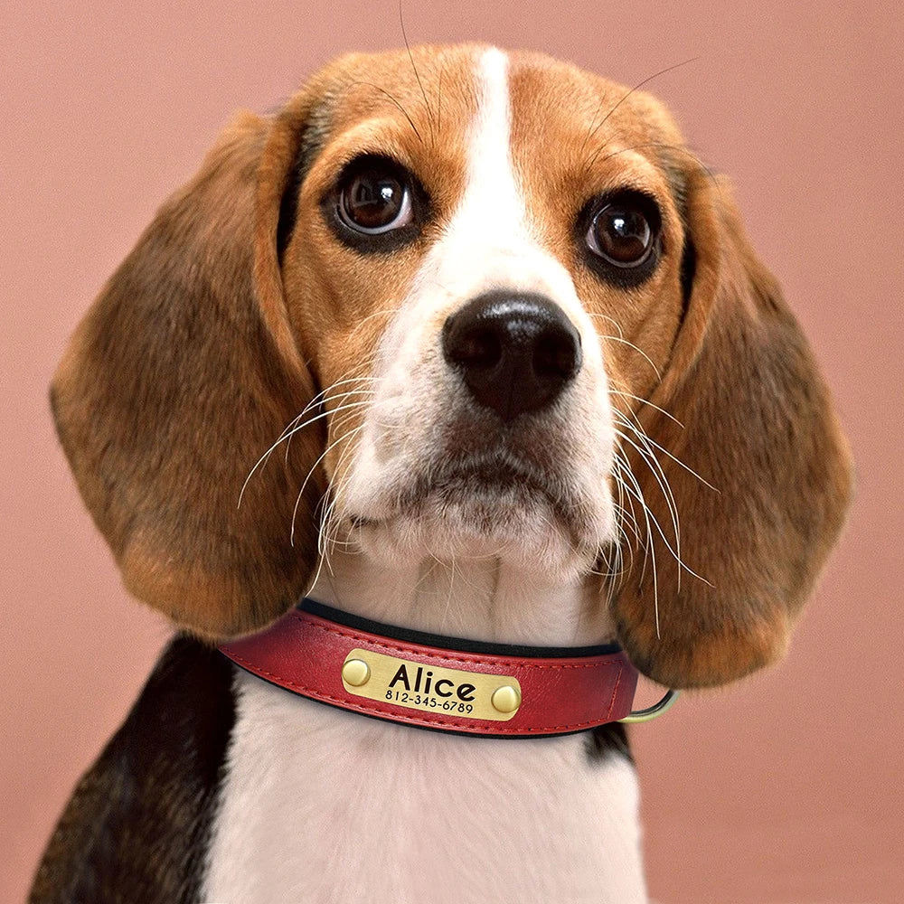 Personalized Dog Collar • Engraved Nameplate