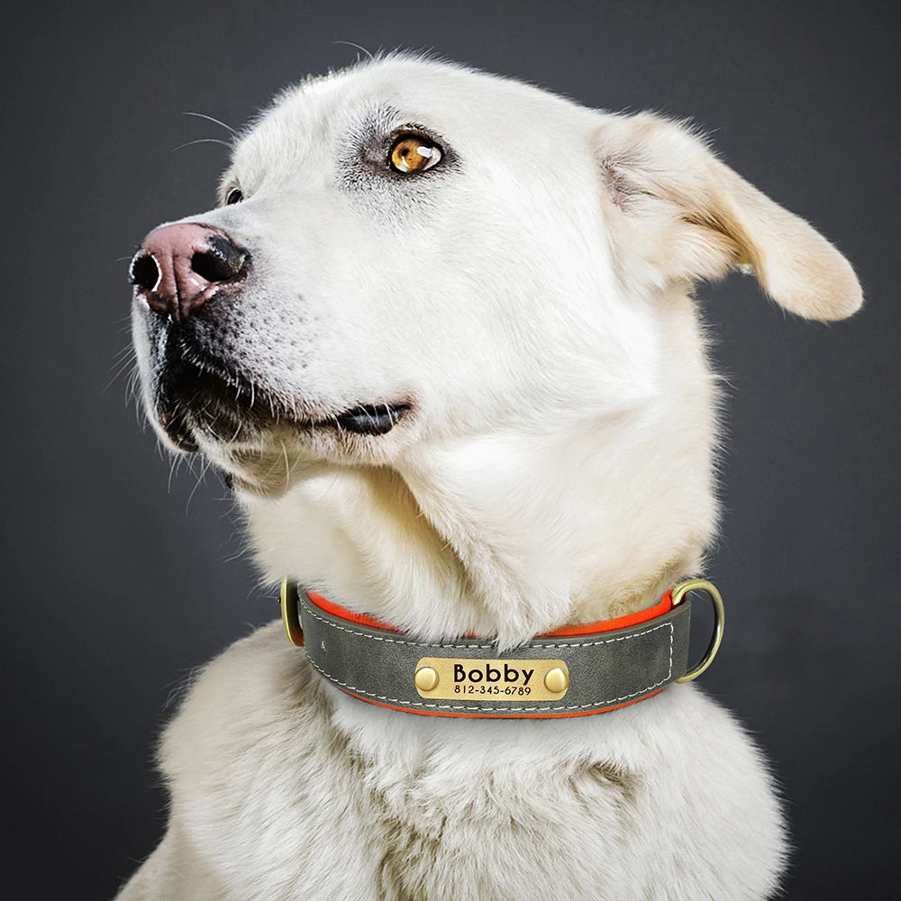 Personalized Dog Collar • Engraved Nameplate